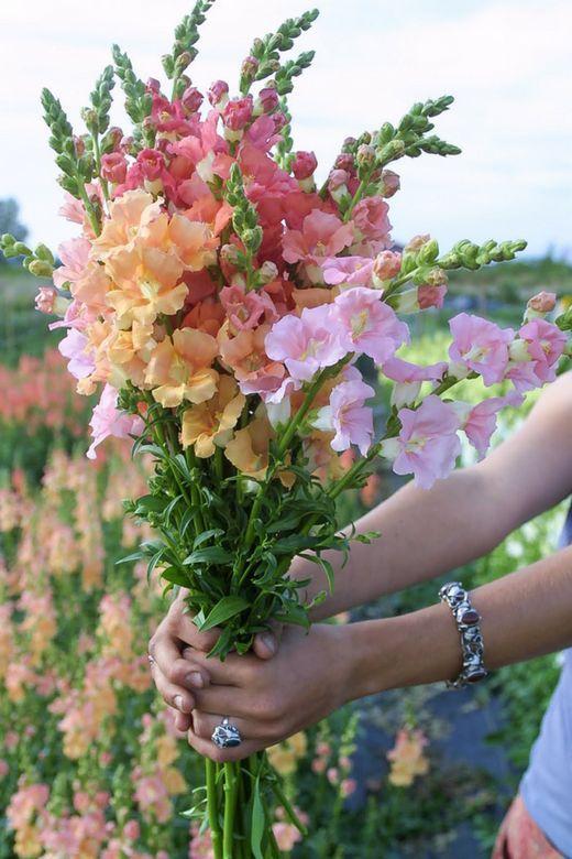 Whispers of Dawn Floral Array